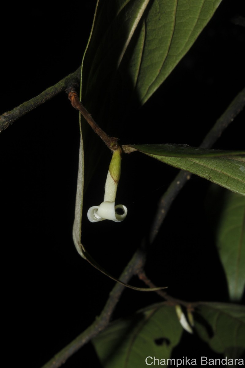 Diospyros acuminata (Thwaites) Kosterm.